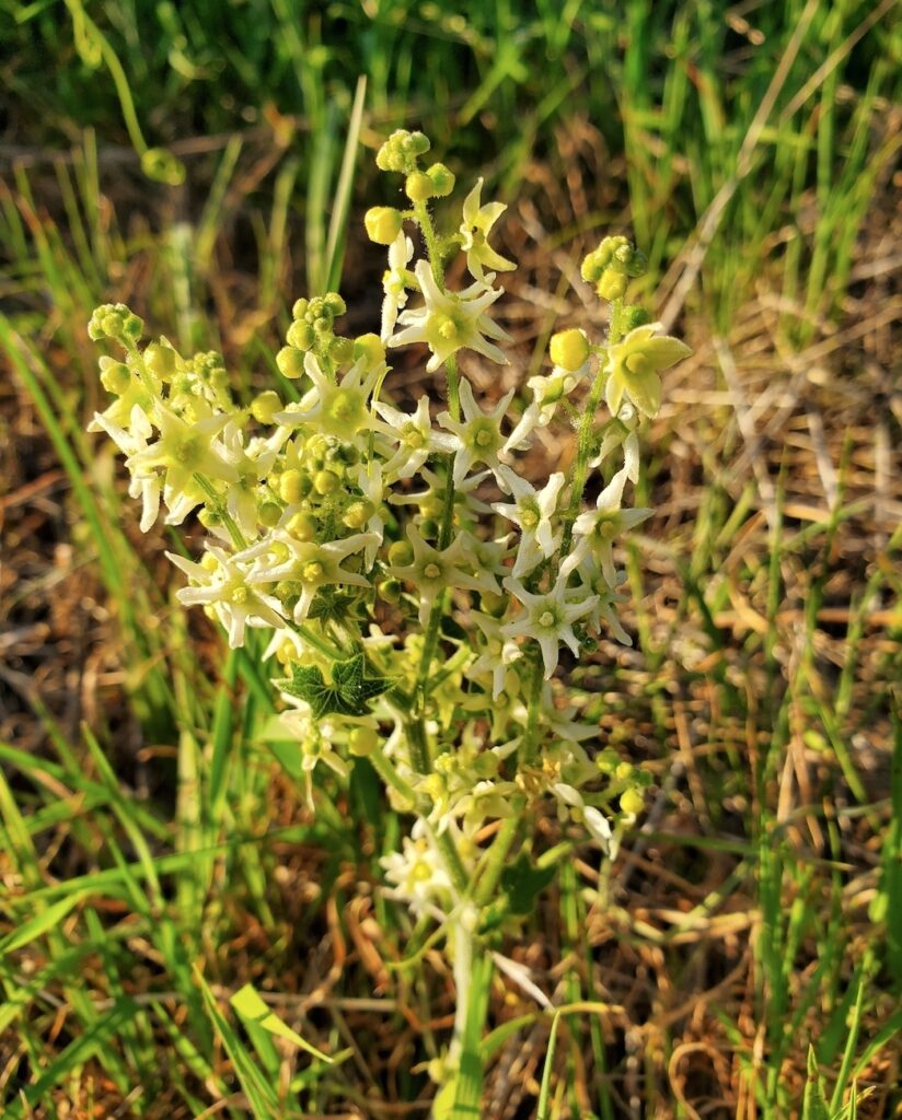Marah fabacea - wild cucumber, California manroot