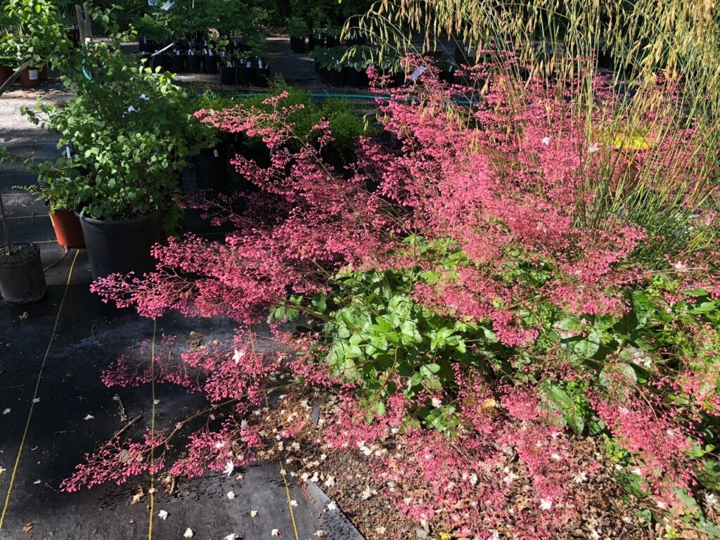 Heuchera micrantha 'Martha Roderick' - alum root