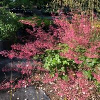 Heuchera micrantha ‘Martha Roderick’