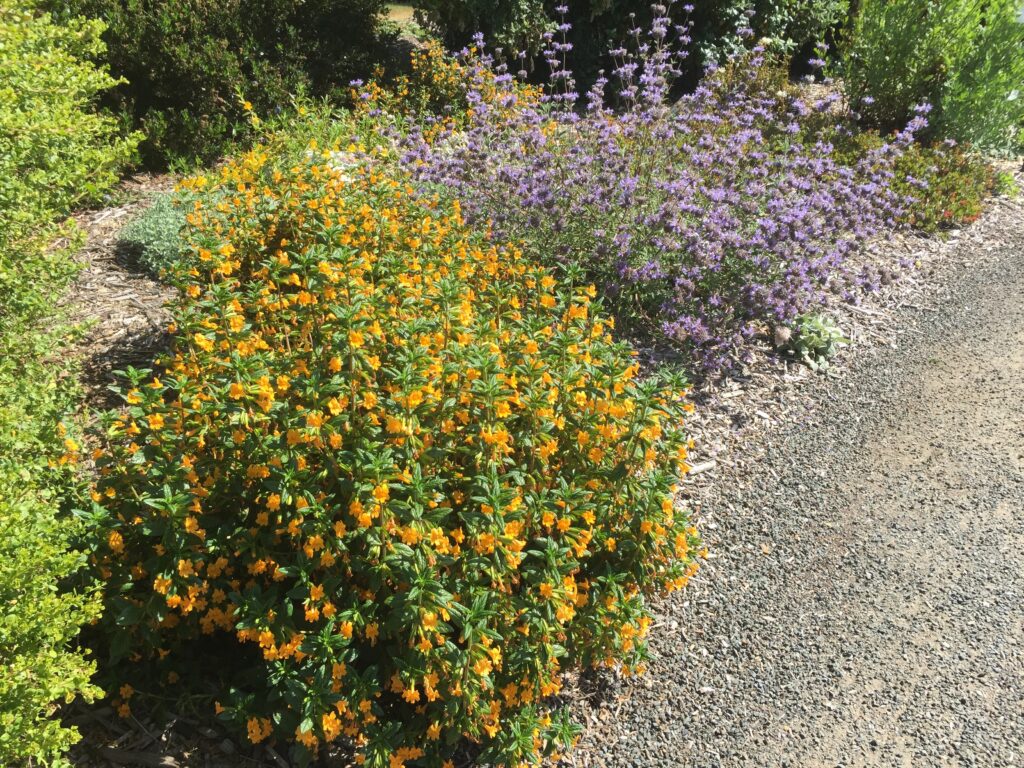 Diplacus (Mimulus) aurantiacus 'Mattole Point' - sticky monkeyflower