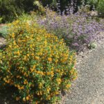 Diplacus (Mimulus) aurantiacus 'Mattole Point' - sticky monkeyflower