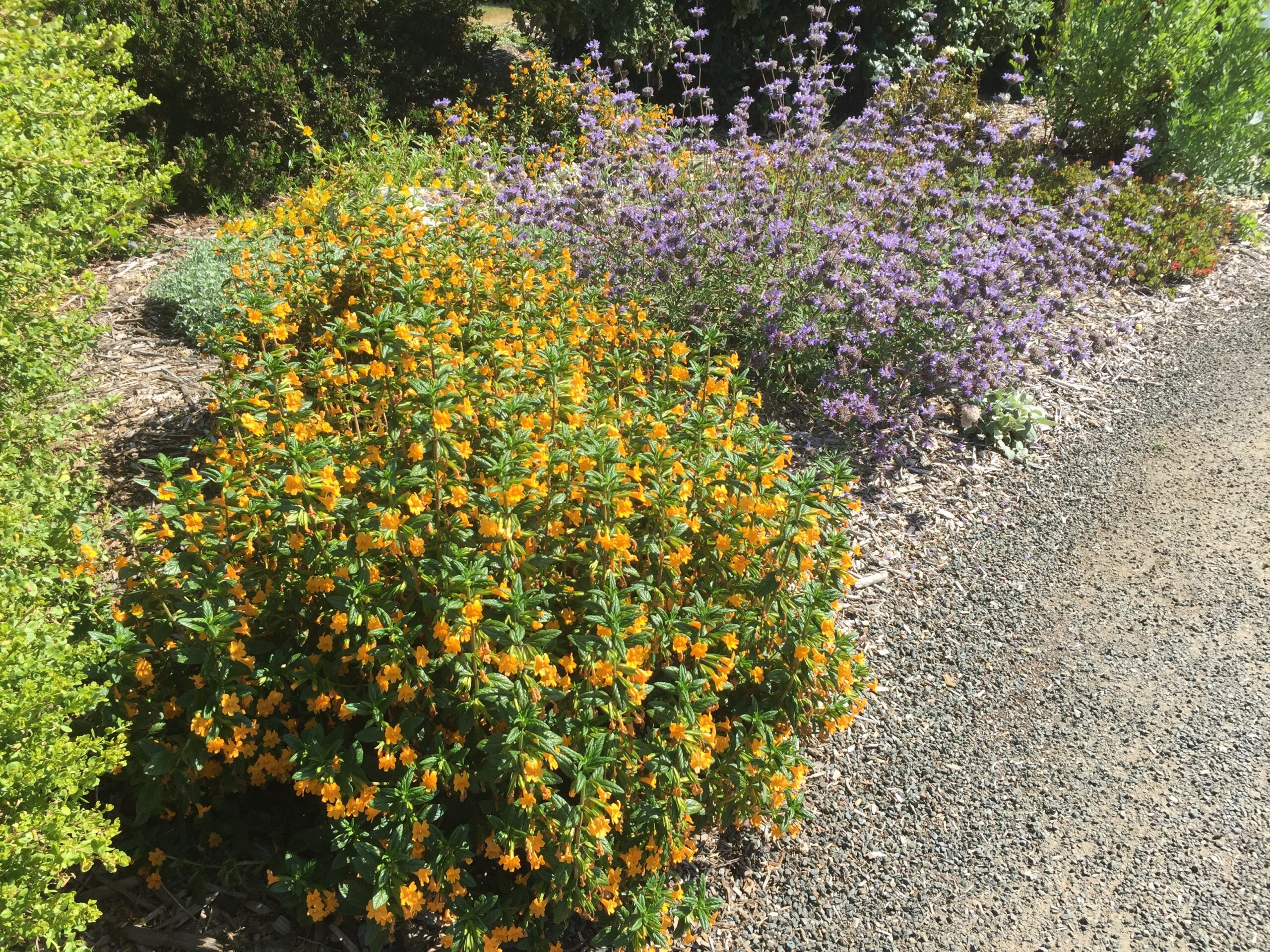 Diplacus (Mimulus) aurantiacus 'Mattole Point' - California Flora