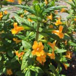 Diplacus (Mimulus) aurantiacus 'Mattole Point' - sticky monkeyflower