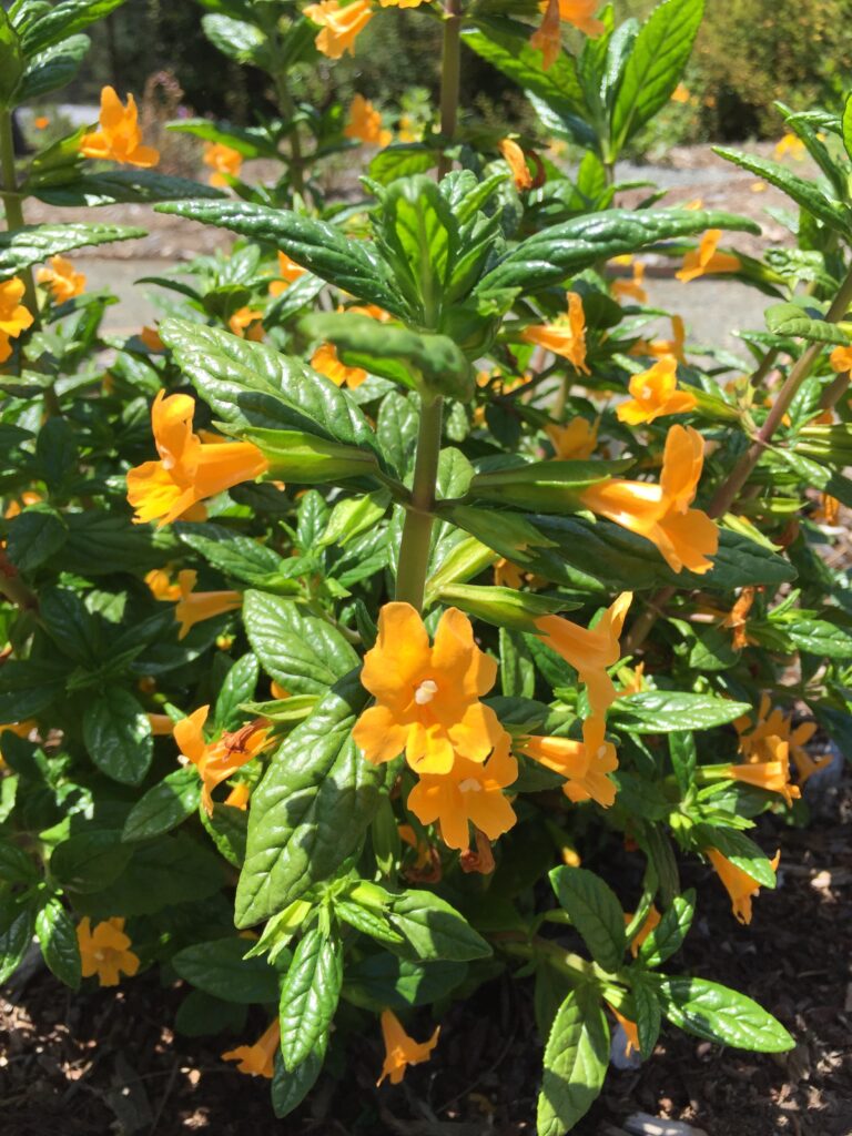 Diplacus (Mimulus) aurantiacus 'Mattole Point' - sticky monkeyflower