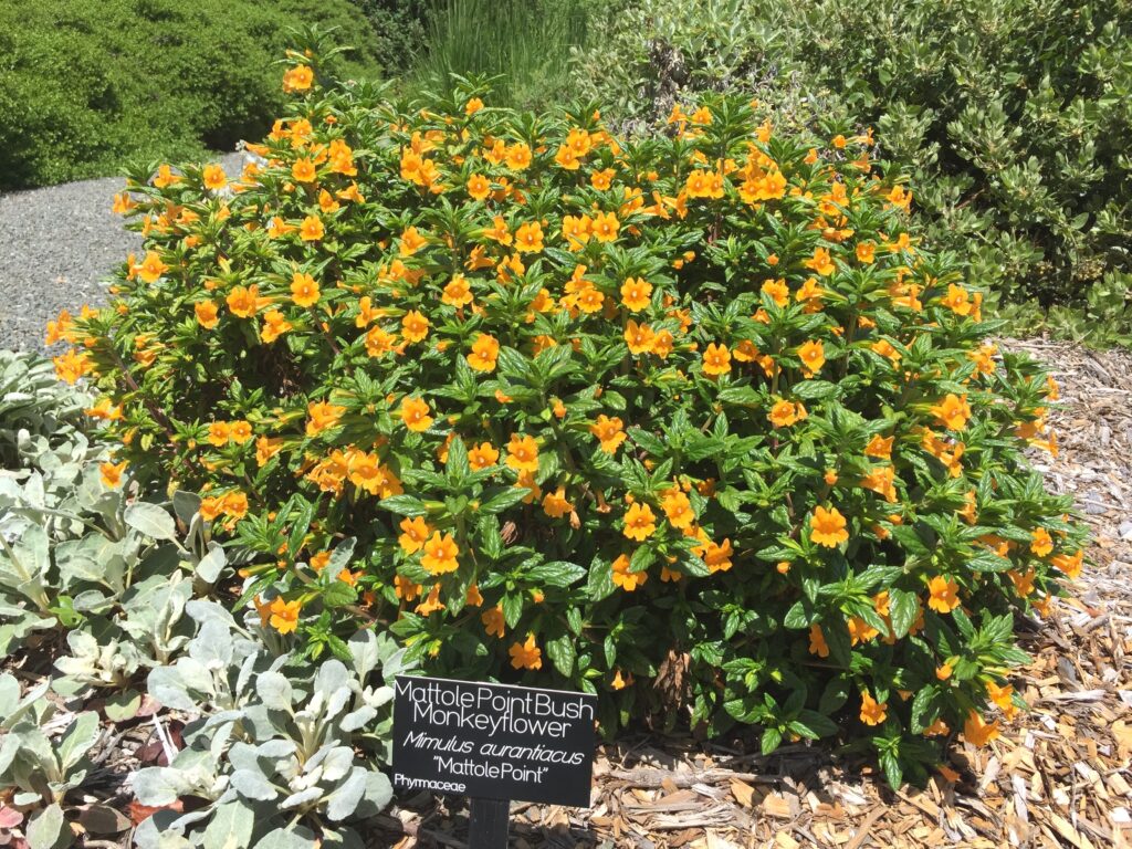Diplacus (Mimulus) aurantiacus 'Mattole Point' - sticky monkeyflower