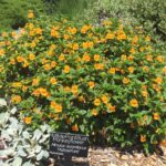 Diplacus (Mimulus) aurantiacus 'Mattole Point' - sticky monkeyflower