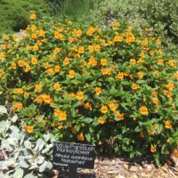 Diplacus (Mimulus) aurantiacus ‘Mattole Point’