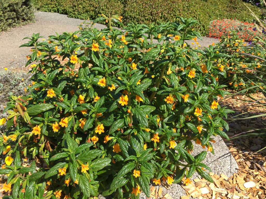 Diplacus (Mimulus) aurantiacus 'Mattole Point' - sticky monkeyflower