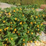 Diplacus (Mimulus) aurantiacus 'Mattole Point' - sticky monkeyflower