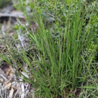 Melica californica