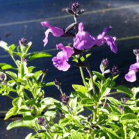 Salvia microphylla ‘Mesa Azure’