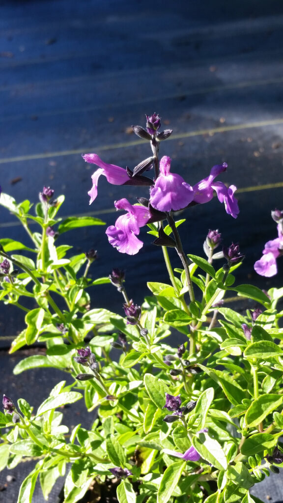 Salvia microphylla 'Mesa Azure' - mountain sage