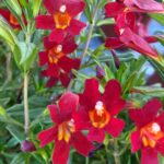 Diplacus (Mimulus) 'Vibrant Red' - monkeyflower