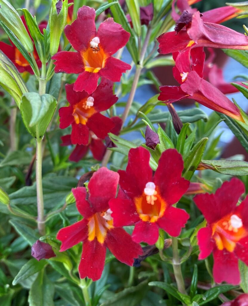 Diplacus (Mimulus) 'Vibrant Red' - monkeyflower