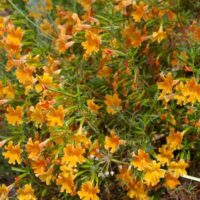 Diplacus (Mimulus) ‘Peach Hybrid’
