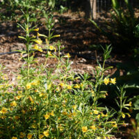 Diplacus (Mimulus) aurantiacus ‘Ted’s Yellow’