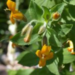 Erythranthe (Mimulus) cardinalis 'Santa Cruz Island Gold' - monkeyflower