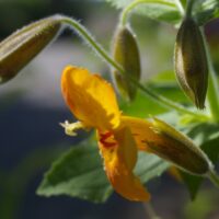 Erythranthe (Mimulus) cardinalis 'Santa Cruz Island Gold' - monkeyflower