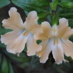 Diplacus (Mimulus) 'Creamsicle' - monkeyflower