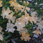 Diplacus (Mimulus) 'Creamsicle' - monkeyflower