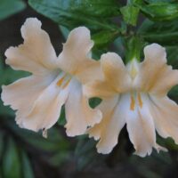 Diplacus (Mimulus) ‘Creamsicle’