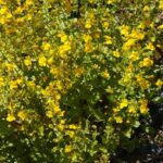 Erythranthe (Mimulus) guttata - common monkeyflower