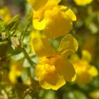 Erythranthe (Mimulus) guttata - common monkeyflower