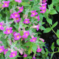 Mimulus (Erythranthe) lewisii - dark flowered form - Lewis' monkeyflower