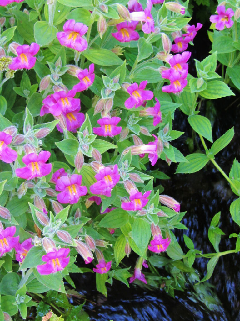 Mimulus (Erythranthe) lewisii - dark flowered form - Lewis' monkeyflower
