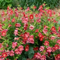 Diplacus (Mimulus) ‘Trish’