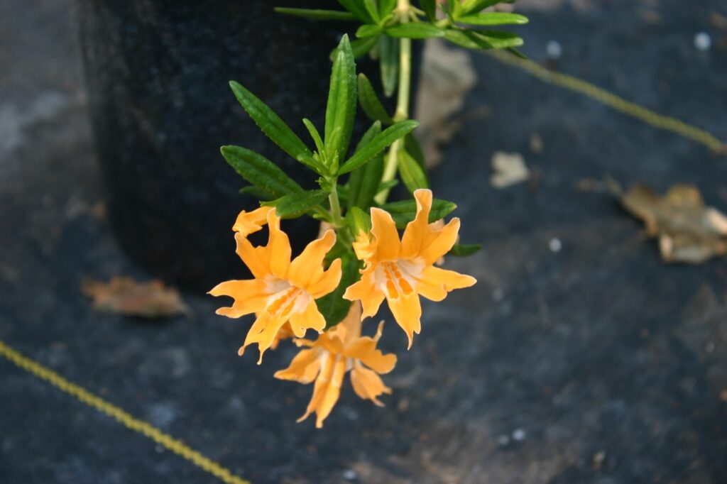 Diplacus (Mimulus) bifidus 'Esselen' - monkeyflower