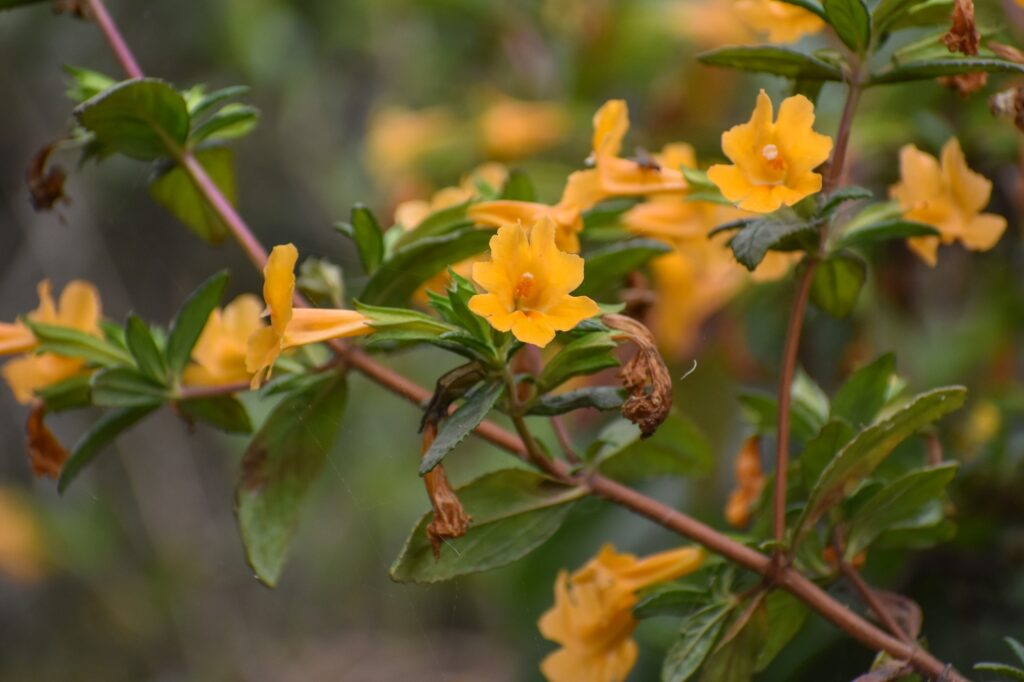 Diplacus (Mimulus) aurantiacus - sticky monkeyflower