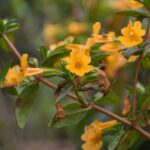 Diplacus (Mimulus) aurantiacus - sticky monkeyflower