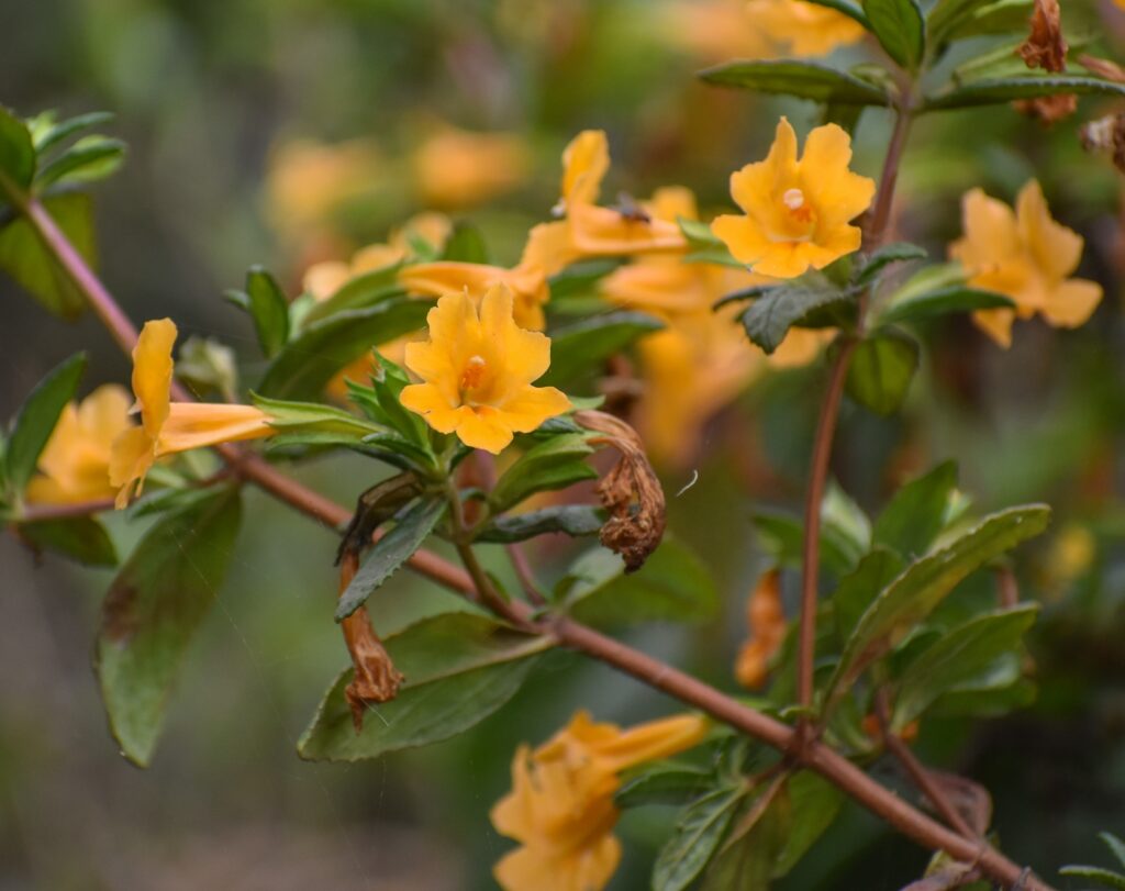 Diplacus (Mimulus) aurantiacus - sticky monkeyflower