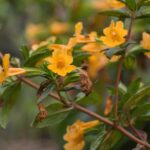 Diplacus (Mimulus) aurantiacus - sticky monkeyflower