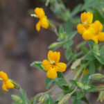 Erythranthe (Mimulus) cardinalis 'Santa Cruz Island Gold' - monkeyflower