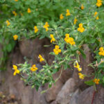 Erythranthe (Mimulus) cardinalis 'Santa Cruz Island Gold' - monkeyflower