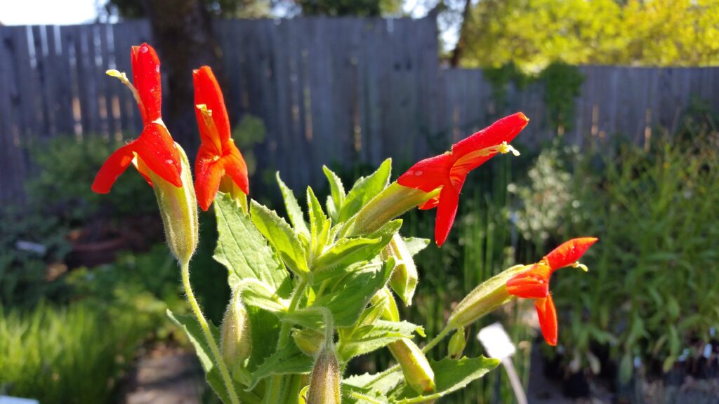 Erythranthe (Mimulus) cardinalis - scarlet monkeyflower