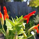 Erythranthe (Mimulus) cardinalis - scarlet monkeyflower