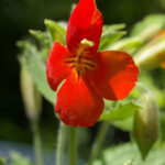 Erythranthe (Mimulus) cardinalis - scarlet monkeyflower