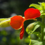 Erythranthe (Mimulus) cardinalis - scarlet monkeyflower