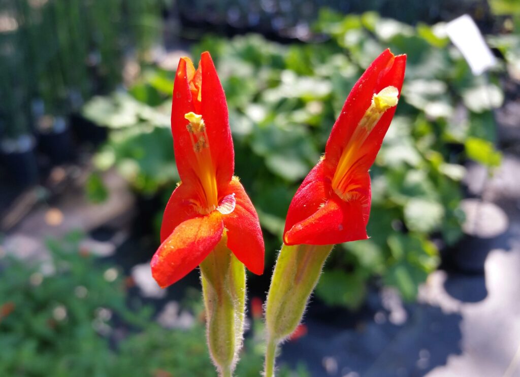 Erythranthe (Mimulus) cardinalis - scarlet monkeyflower