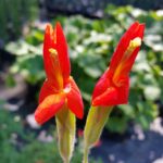 Erythranthe (Mimulus) cardinalis - scarlet monkeyflower