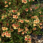 Diplacus (Mimulus) 'Changeling' - monkeyflower