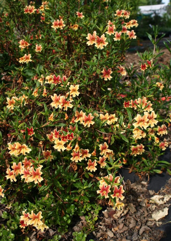 Diplacus (Mimulus) 'Changeling' - monkeyflower