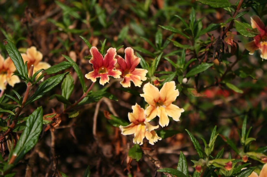 Diplacus (Mimulus) 'Changeling' - monkeyflower