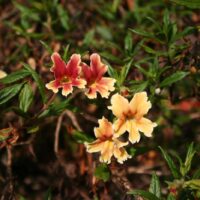 Diplacus (Mimulus) ‘Changeling’