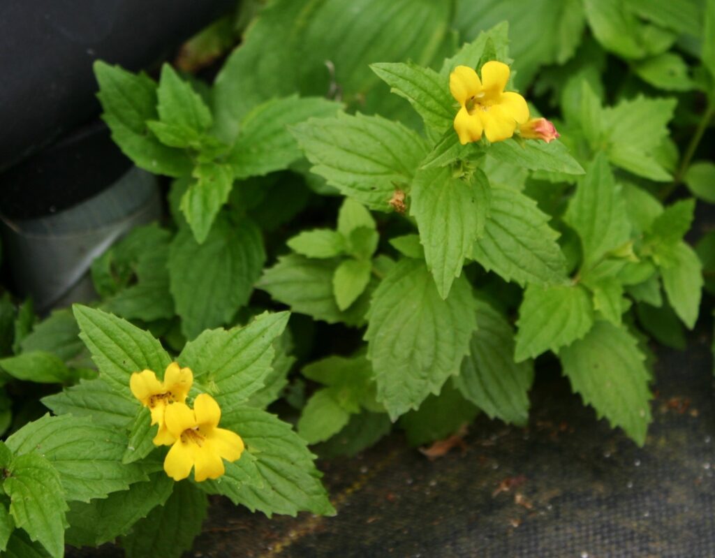 Erythranthe (Mimulus) dentata - coastal monkeyflower