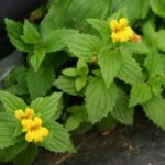 Erythranthe (Mimulus) dentata - coastal monkeyflower