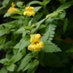 Erythranthe (Mimulus) dentata - coastal monkeyflower
